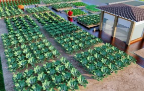 Small Vegetable Farm