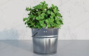 Potted Mint Plant