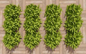 Indoor Living Green Wall
