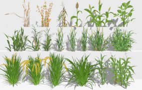 16 Crop Plants Collection