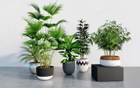 Large House Plants