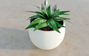 Houseplant Peace Lily