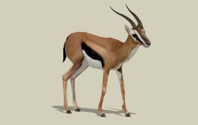 Gazelle Animal