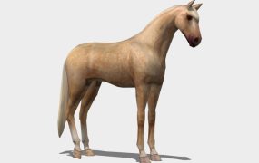 Beautiful Golden Horse