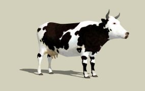 Black and White Dairy Cow