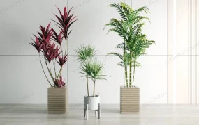 Potted Cordyline Dracaena Bamboo Palm