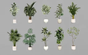 Tall Potted Plants