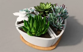 Potted Succulent Garden