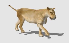 Lioness Female Lion