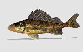 Speckled Perch Fish