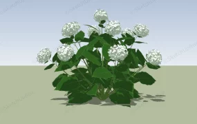 Annabelle Hydrangea Plants