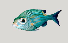 Green Tiger Barb Fish