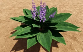 Blooming Hosta Clausa Plant