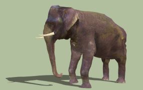 African Bush Elephant