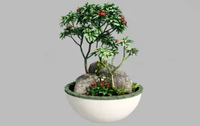 Small Bonsai Style Plant Arrangement
