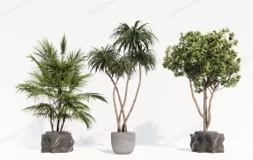 Tall Indoor Plants