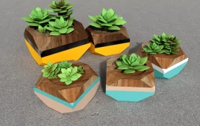 Desktop Succulent Plants