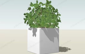 Mint In Pot