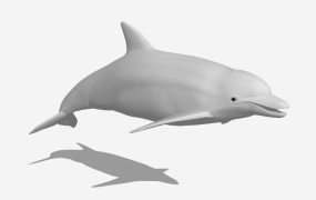 Bottlenose Dolphin
