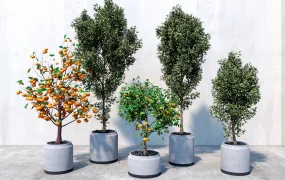 Potted Tree Plants