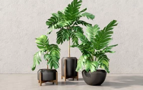 Indoor Foliage Plants