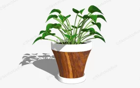 Potted Epipremnum Aureum