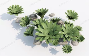 Bromeliad Garden Plant