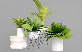 Green Leaf Indoor Plants