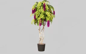 Purple Wisteria Bonsai Tree