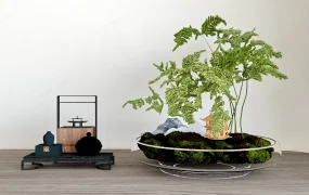 Zen Small Bonsai