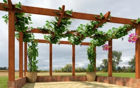 Grapevine Pergola