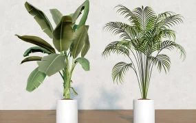 Tall Indoor Plants