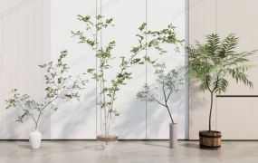 Indoor Ornamental Plants