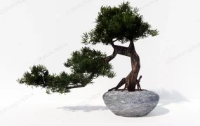 Yew Plum Pine Bonsai Tree