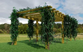 Grape Vine Pergola With Furniture