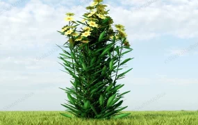 Yellow Chrysanthemum Plant