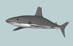 Cretoxyrhina Shark