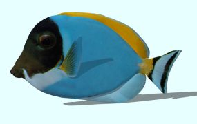 Powder Blue Surgeonfish