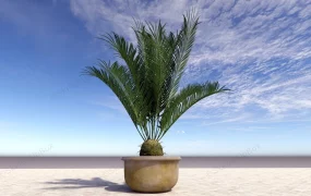 Garden Palm Tree In Pot
