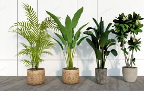 Large Indoor Floor Plants