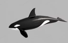 Killer Whale