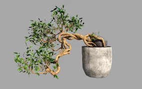 Ancient Bonsai Tree