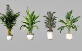 Tall Tropical Indoor Plants