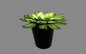 Echeveria Succulent Plant