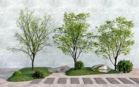 Patio Landscape Trees