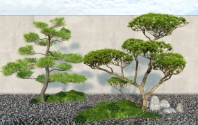 Japanese Garden Bonsai Trees