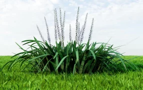 Flowering Liriope Muscari Plant