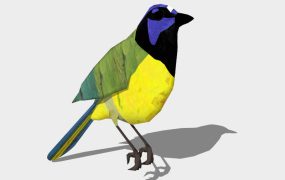 Orange-bellied Leafbird