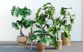 Potted Split Leaf Philodendron Plants