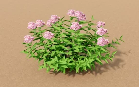 Pink Spirea Shrub